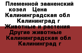 Племенной зааненский козел › Цена ­ 10 000 - Калининградская обл., Калининград г. Животные и растения » Другие животные   . Калининградская обл.,Калининград г.